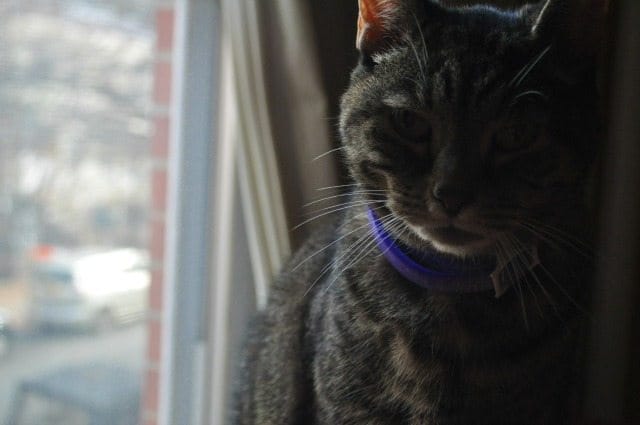 Meet Romana, South Slope Cat of the Week