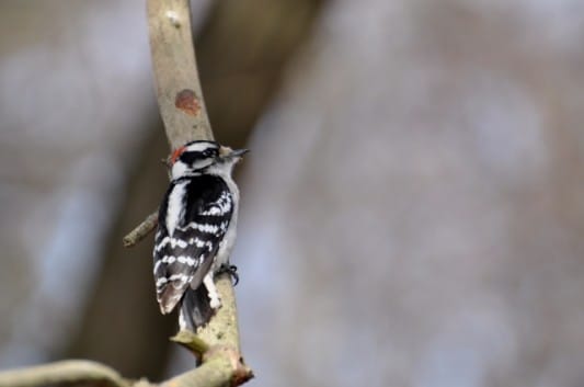 The Christmas Bird Count Returns to Prospect Park