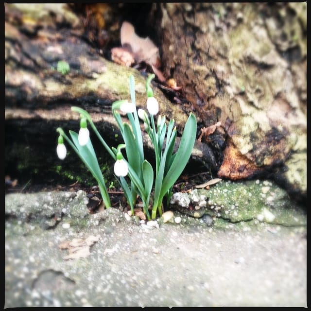 Welcome to Spring: First Snowdrops Spotted