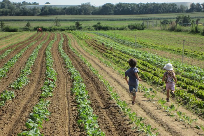 Sign Up For Fresh Vegetables