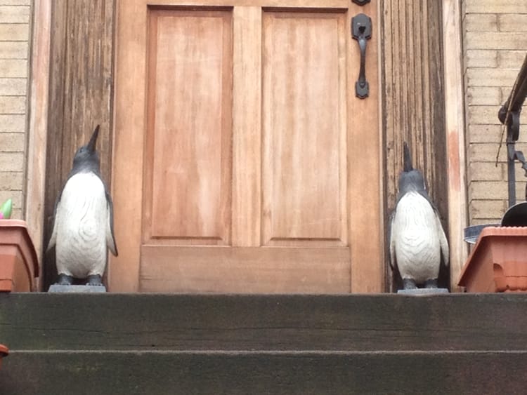 Photo of the Day: Penguin Stoop