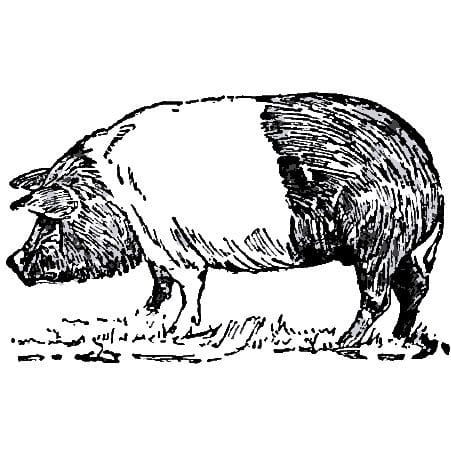 Meet the Hog Farmers at a Dinner at Applewood