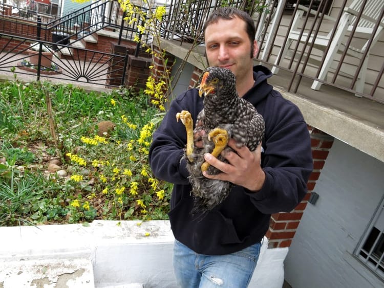 Chicken On The Lam! Plucky Gal Rescued On 23rd Street