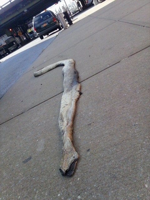 Why’d It Have To Be Snakes? FIPS Spots Big Fella On 3rd Ave