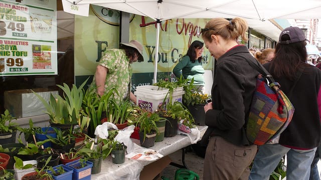 Annual Plant Swap & CAMBA Food Drive April 21