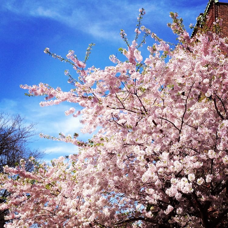 Photo Of The Day: Spring Trees