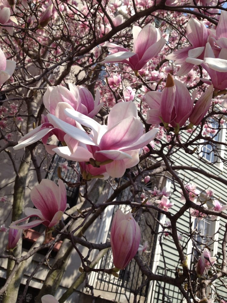 Photo of the Day: Magnolia Tree