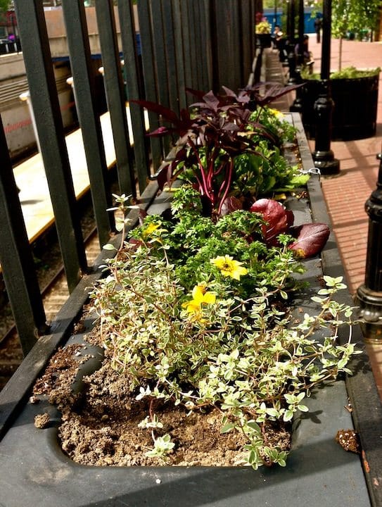 Spruced Up Planters On Newkirk Plaza