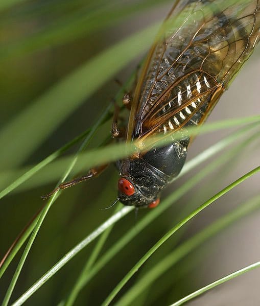 They’re Coming: The Great Cicada Watch