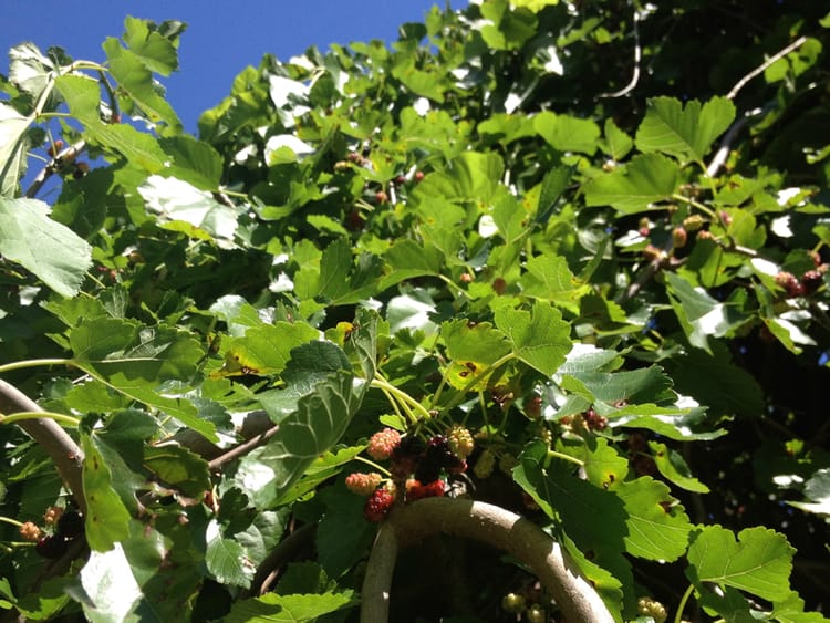 In Season And Free: Mulberries