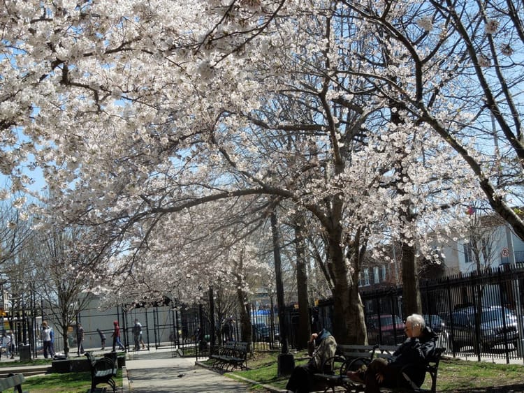 Dome Playground Plan Presentation Postponed