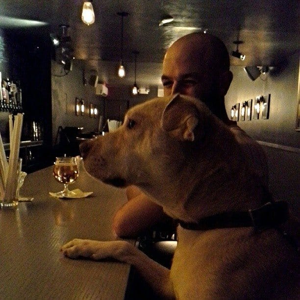 Photo Of The Day: Bar Dog