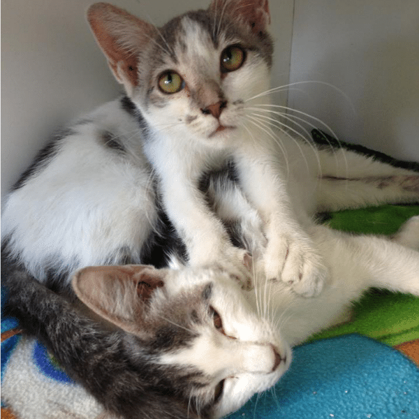 Adoptable Animal(s) Of The Week: Jerry And Leslie