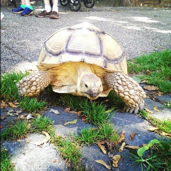 Goldie The Tortoise Enchants Neighbors On Prospect Park West