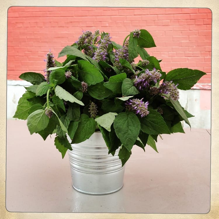 Hyssop In The Spotlight At PS 295 Market Thursday