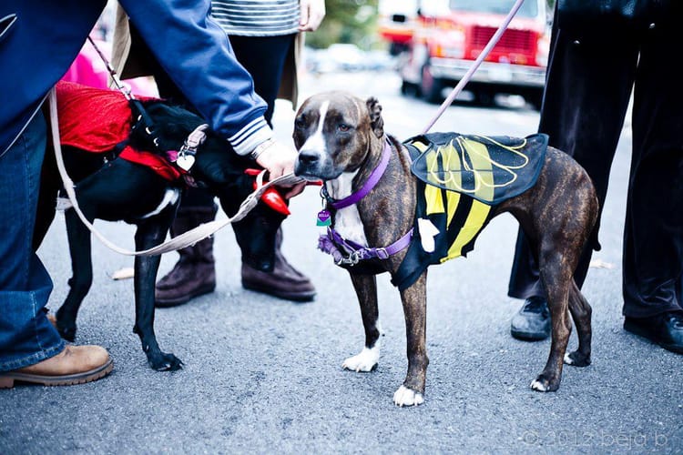 Best Volunteer Gig Ever: Get Spooky At Sean Casey’s Howl-o-ween Block Party