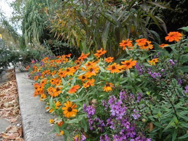 Photo Of The Day: Flowers At The Windsor Terrace Library