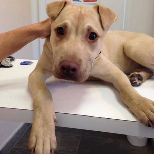 Adoptable Animal Of The Week: Shar Pei Mix Puppy