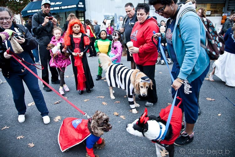 Volunteer At Sean Casey’s Howl-o-ween Block Party