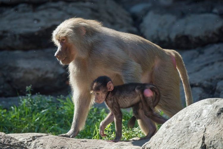 New Baby Baboons At The Prospect Park Zoo