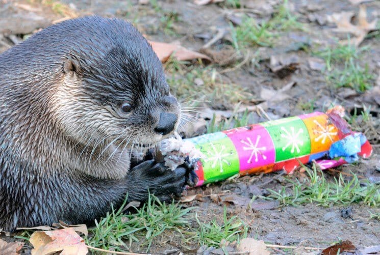 Watch Animals Open Presents Almost As Wildly As Kids Do At The Prospect Park Zoo