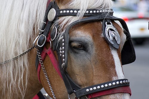 Kensington Stables Supports Protest Tonight Against Mayor-Elect De Blasio & NYCLASS