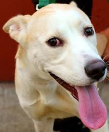 Adoptable Animal Of The Week: Bolt