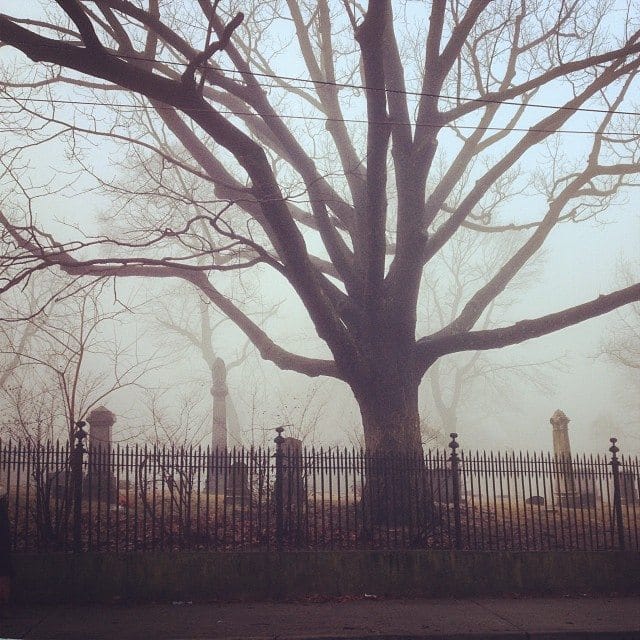 Photo Of The Day: Foggy Green-Wood Morning