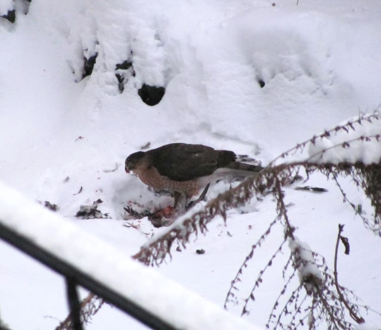 Photos Of The Day: Hungry Hawk