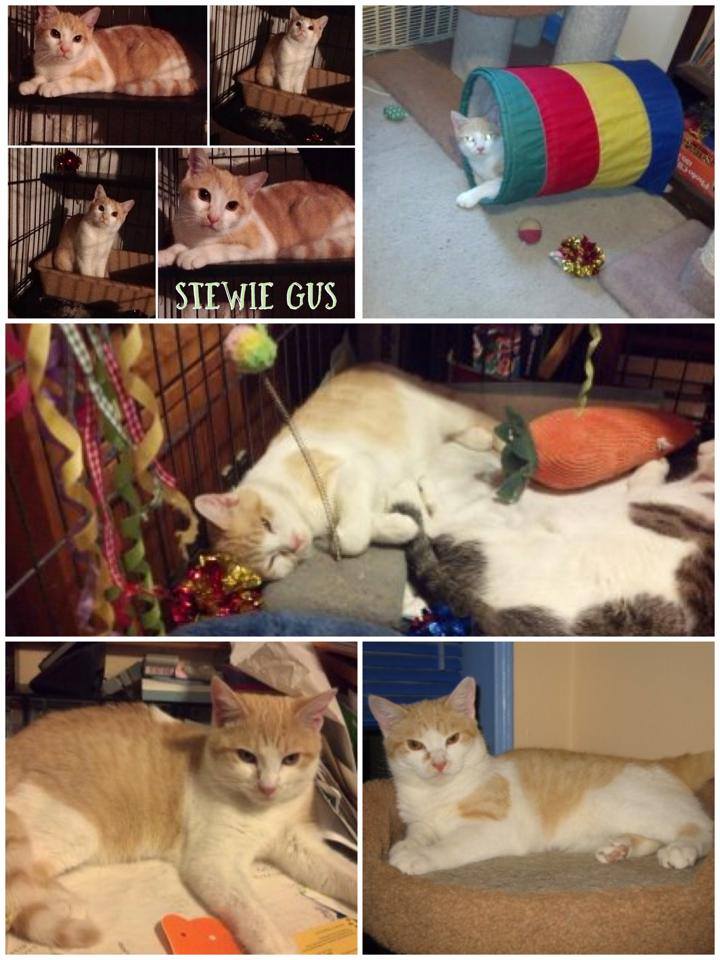 Adopt Stewie, A Sweet Cat Found On Garfield Place