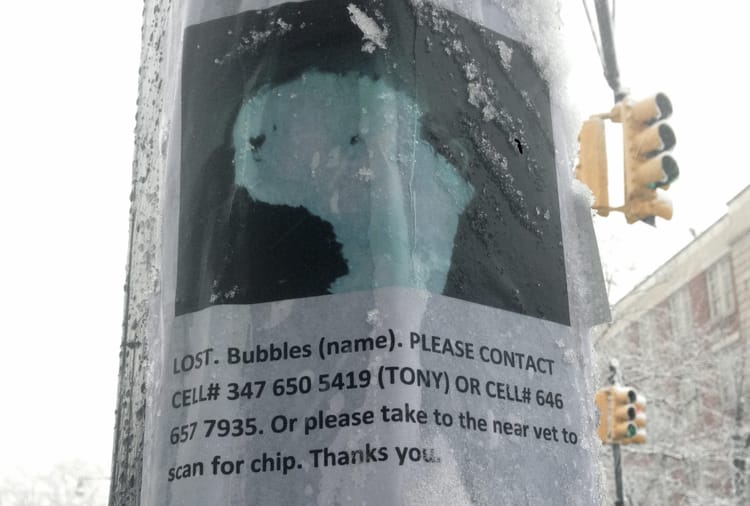 Keep An Eye Out For Bubbles, Neighbor’s Missing Shih Tzu