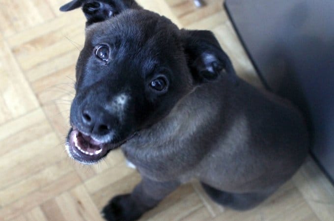 Adoptable Animal Of The Week: Leia The Lab Mix Puppy