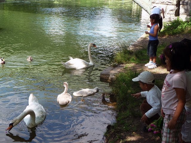 Should New York’s Mute Swan Population Be Eliminated?