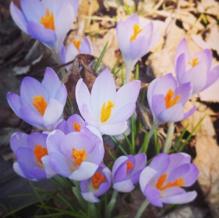 Photo Of The Day: Spring Flowers