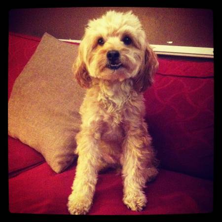 Help A Neighbor Find Her Yorkipoo Spudie, Who’s Been Missing Since Yesterday Morning