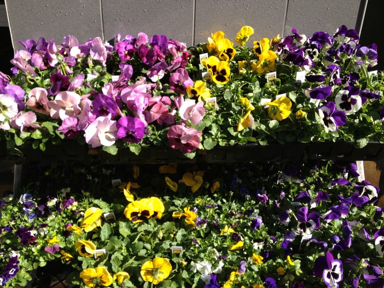 Photo Of The Day: Pansies To Plant