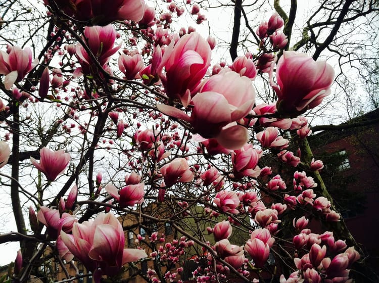 Photo Of The Day: Magnificent Magnolia