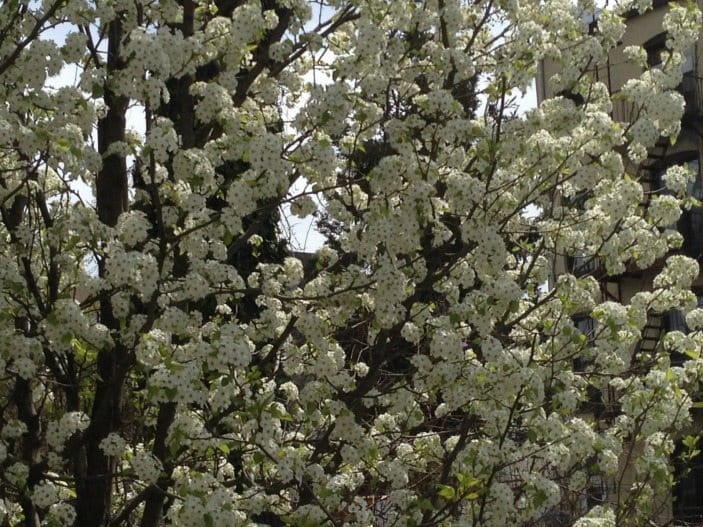 Street Smell Like Rotten Fish? Blame The Pretty Trees