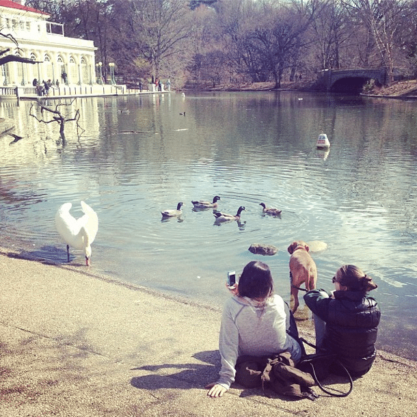 Bird Watchers Vs Dogs In Prospect Park