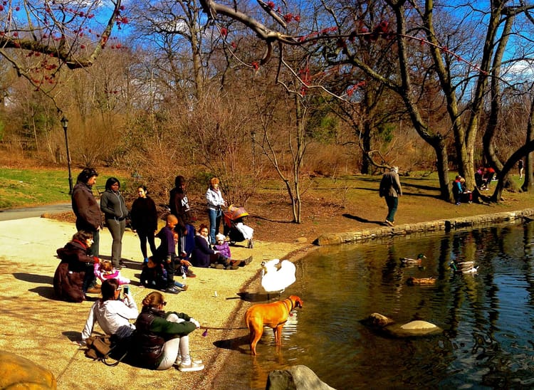 Bird Watchers Vs Dogs In Prospect Park