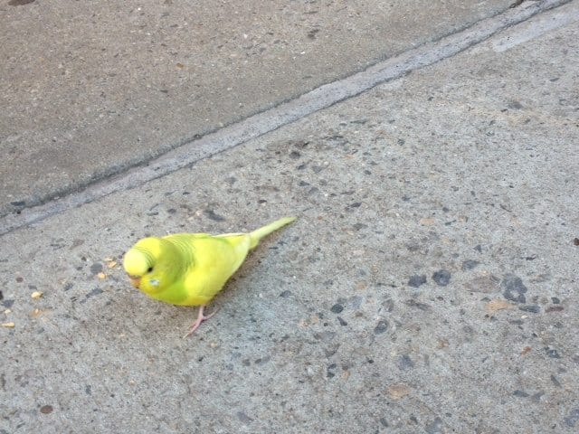 Anybody Missing A Parakeet?