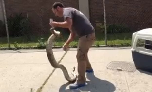 Oh, That’s Just Sean Casey Dealing With A Giant Snake On E 3rd St