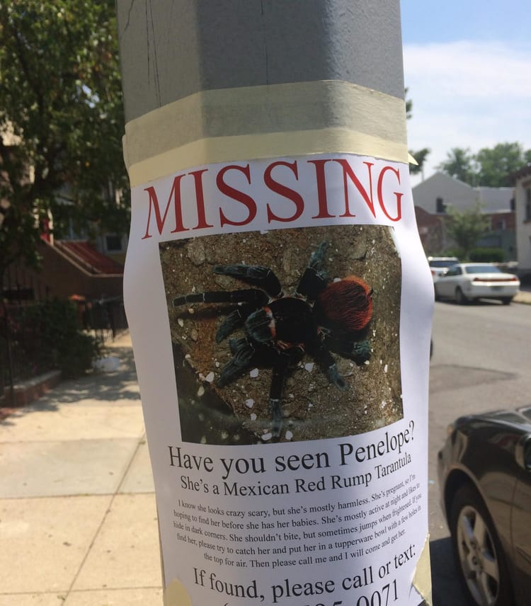 Creepy Crawly Alert: Tarantula On The Loose!