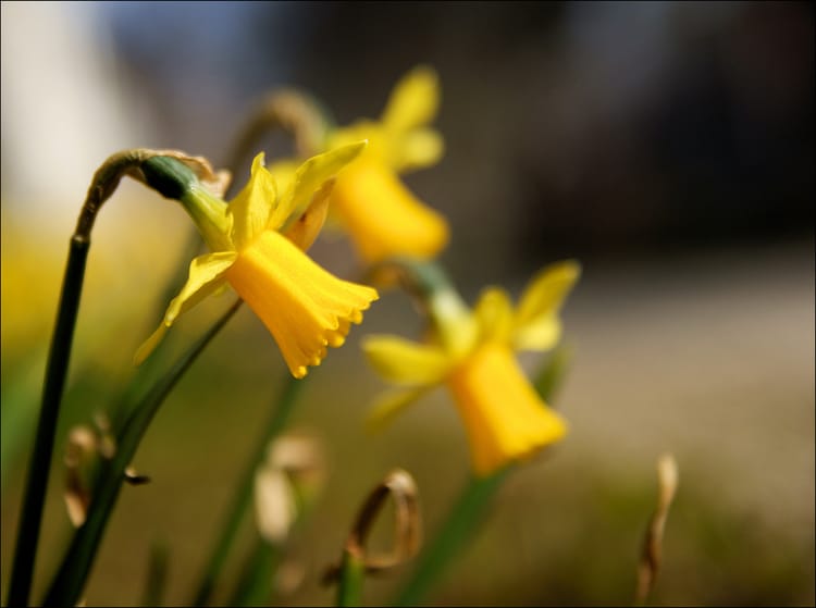 Get Your Hands On Free Daffodils & Plant Them In Public Spaces, Courtesy Of New Yorkers For Parks