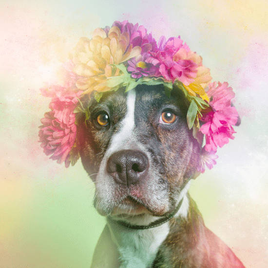 Sean Casey Animal Rescue’s Pit Bulls Featured In This Fantastic Photo Shoot