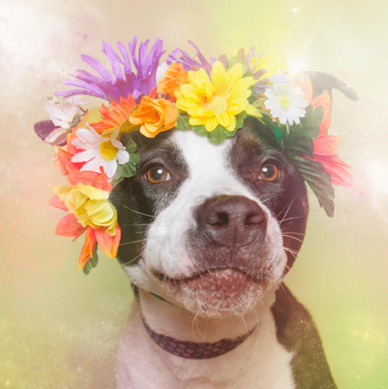 Sean Casey Animal Rescue Pit Bulls Featured In Fantastic Photo Shoot By Sophie Gamand