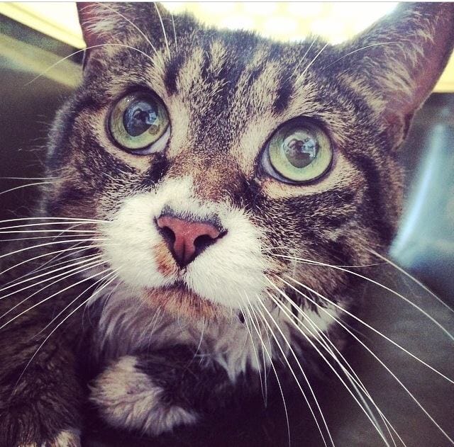 Recognize This Cat Found In Fort Greene Park?