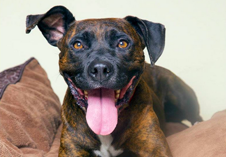 Honeybun, A Pitbull Mix Dumped In Prospect Park, Is Looking For A Home