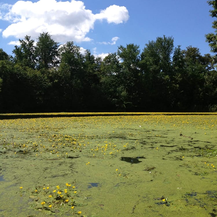 Is The Algae In Prospect Park Making Dogs Sick?