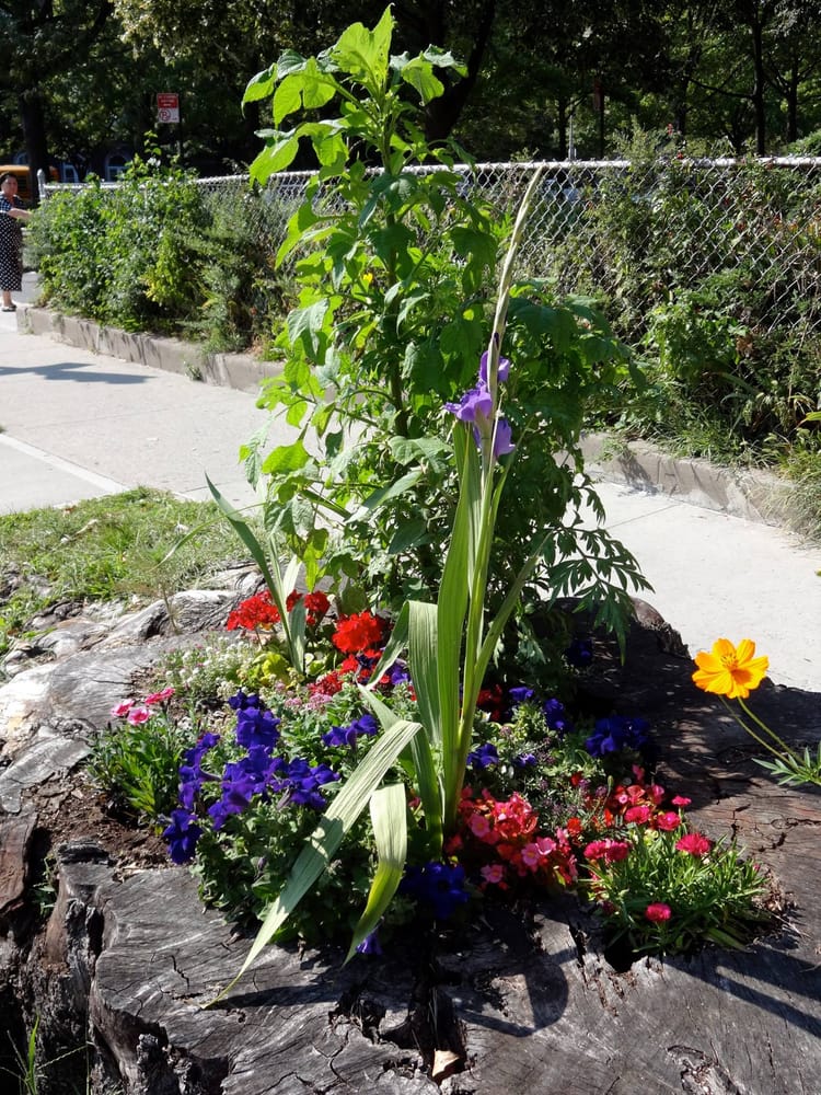 From A Stump, Beauty